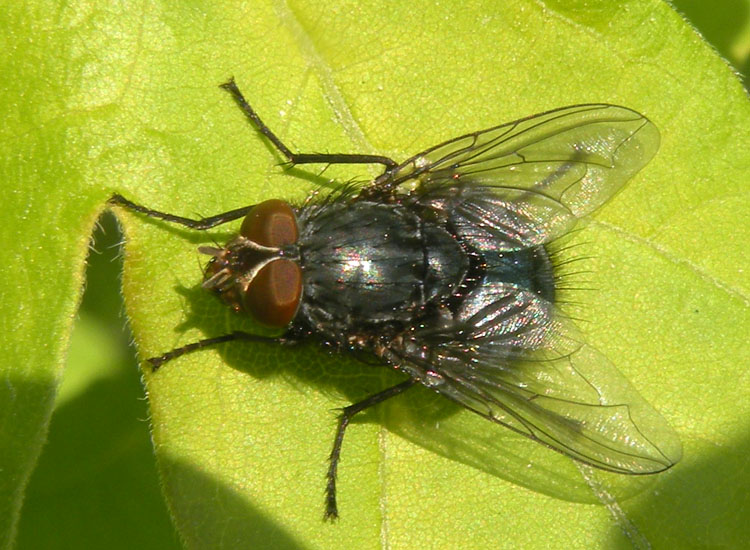 Calliphora vicina M (Calliphoridae)